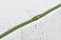 Bamboo 7