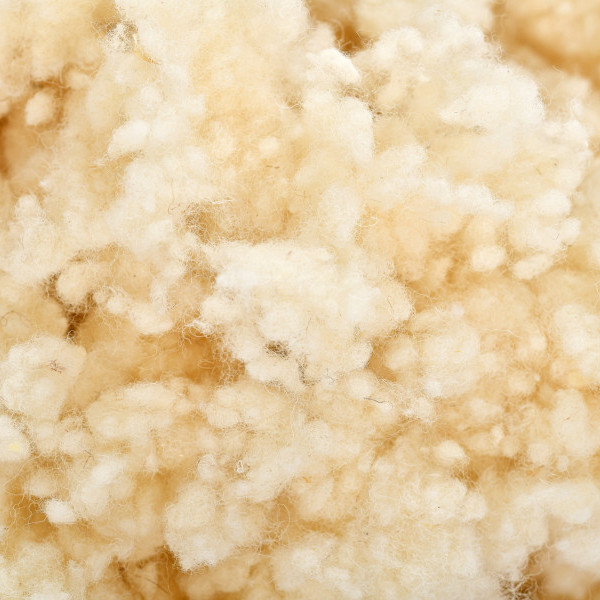 Woolly 5